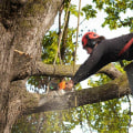 The Cost of Seasonal Tree Care Services: What You Need to Know