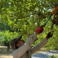 Seasonal Tree Care Services: Enhancing Tree Health With Trimming And Pruning In Portland