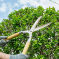 The Benefits of Pruning and Trimming in Seasonal Tree Care