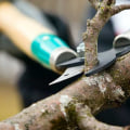 The Importance of Follow-Up Appointments and Maintenance for Seasonal Tree Care Services: An Expert's Perspective