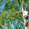 The Importance of Regular Tree Care Services