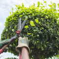 The Importance of Seasonal Tree Care Services for the Health of Your Trees