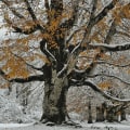 How to Handle Inclement Weather and Your Scheduled Seasonal Tree Care Service