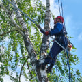 Seasonal Tree Care: Essential Services For Honolulu’s Unique Climate