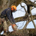 The Importance of Qualifications and Certifications in Choosing a Seasonal Tree Care Service Provider