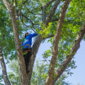 The Best Time to Schedule Seasonal Tree Care Services