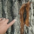 Expert Tips for Dealing with Tree Issues After Seasonal Tree Care Services