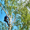 Year-Round Tree Care: How A Chester County Tree Service Can Keep Your Trees Thriving In Every Season
