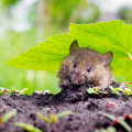 Rats And Roots: Why Combining Rodent Control Services With Seasonal Tree Care Is Essential In Fayetteville