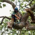 The Advantages of Hiring a Professional Tree Care Service