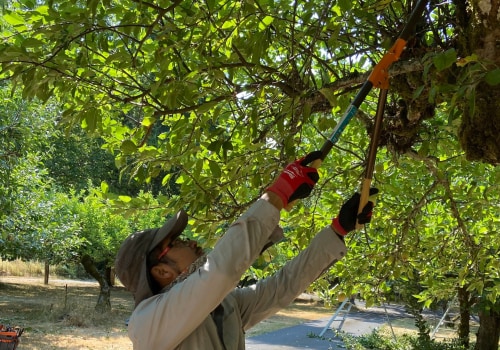 Seasonal Tree Care Services: Enhancing Tree Health With Trimming And Pruning In Portland