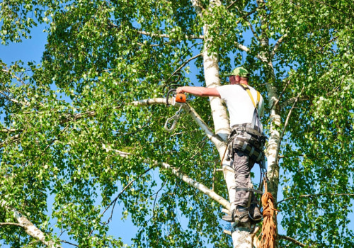 The Importance of Regular Tree Care Services