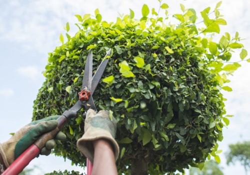 The Importance of Seasonal Tree Care Services for the Health of Your Trees