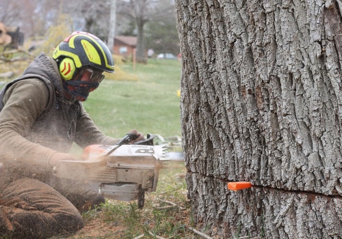 The Importance of Regular Tree Care Services in Preventing Pest Infestations