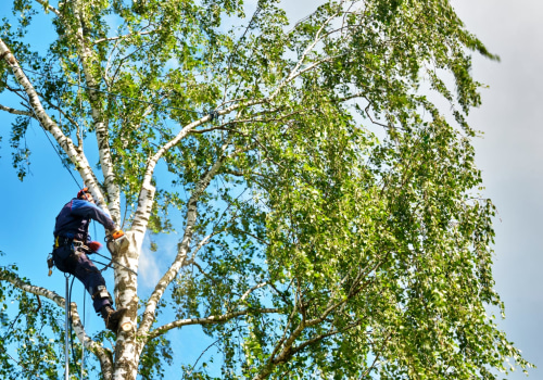 Year-Round Tree Care: How A Chester County Tree Service Can Keep Your Trees Thriving In Every Season