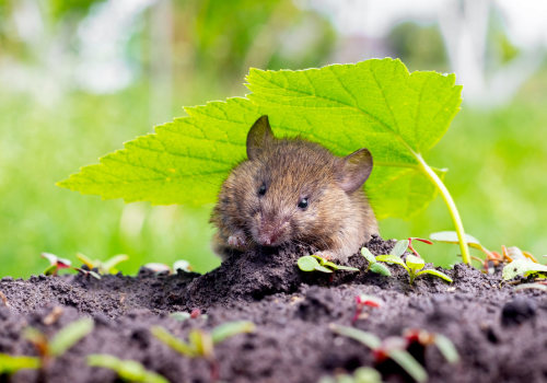 Rats And Roots: Why Combining Rodent Control Services With Seasonal Tree Care Is Essential In Fayetteville