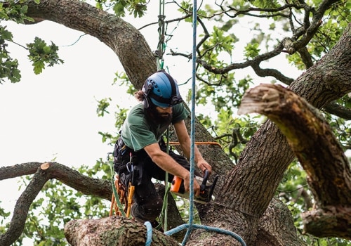 The Advantages of Hiring a Professional Tree Care Service